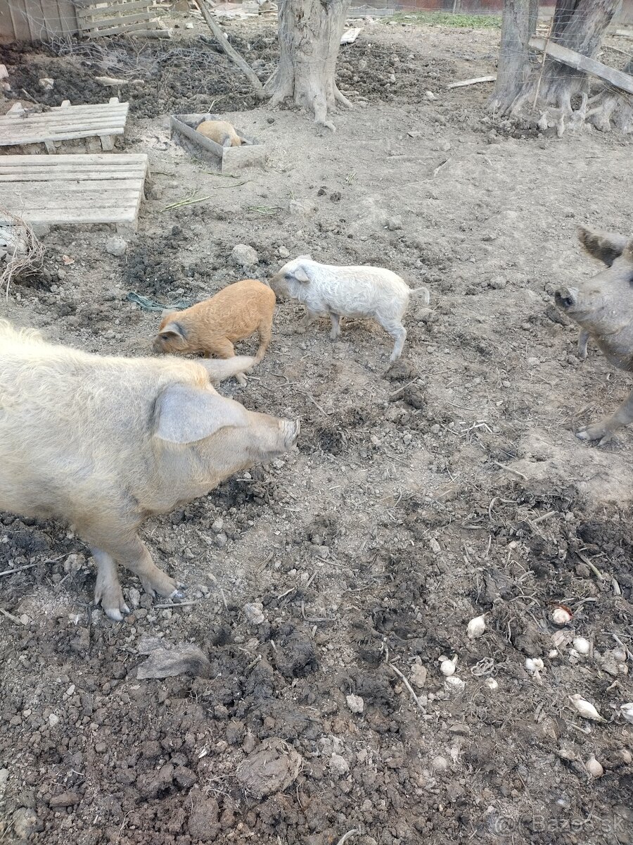 Mangalica