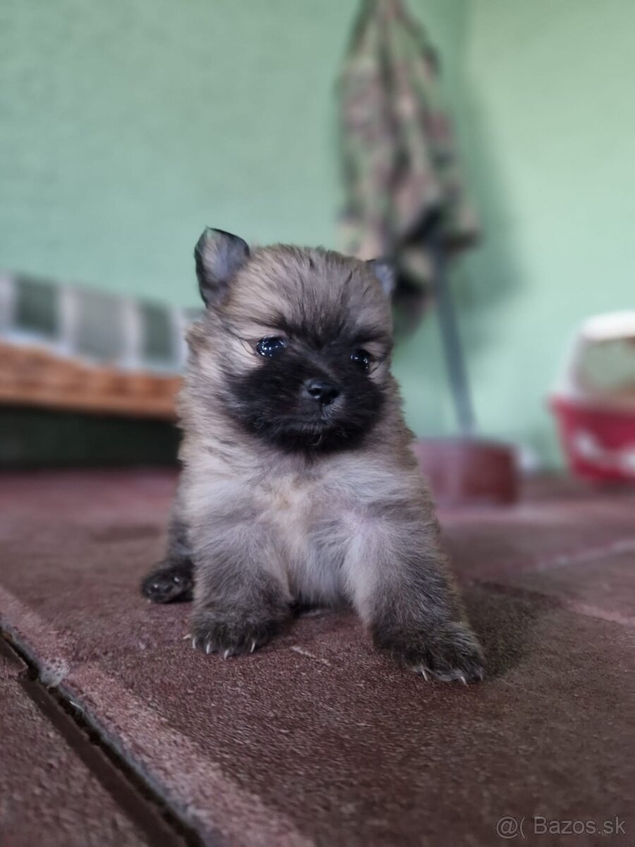 Pomeranian fenka