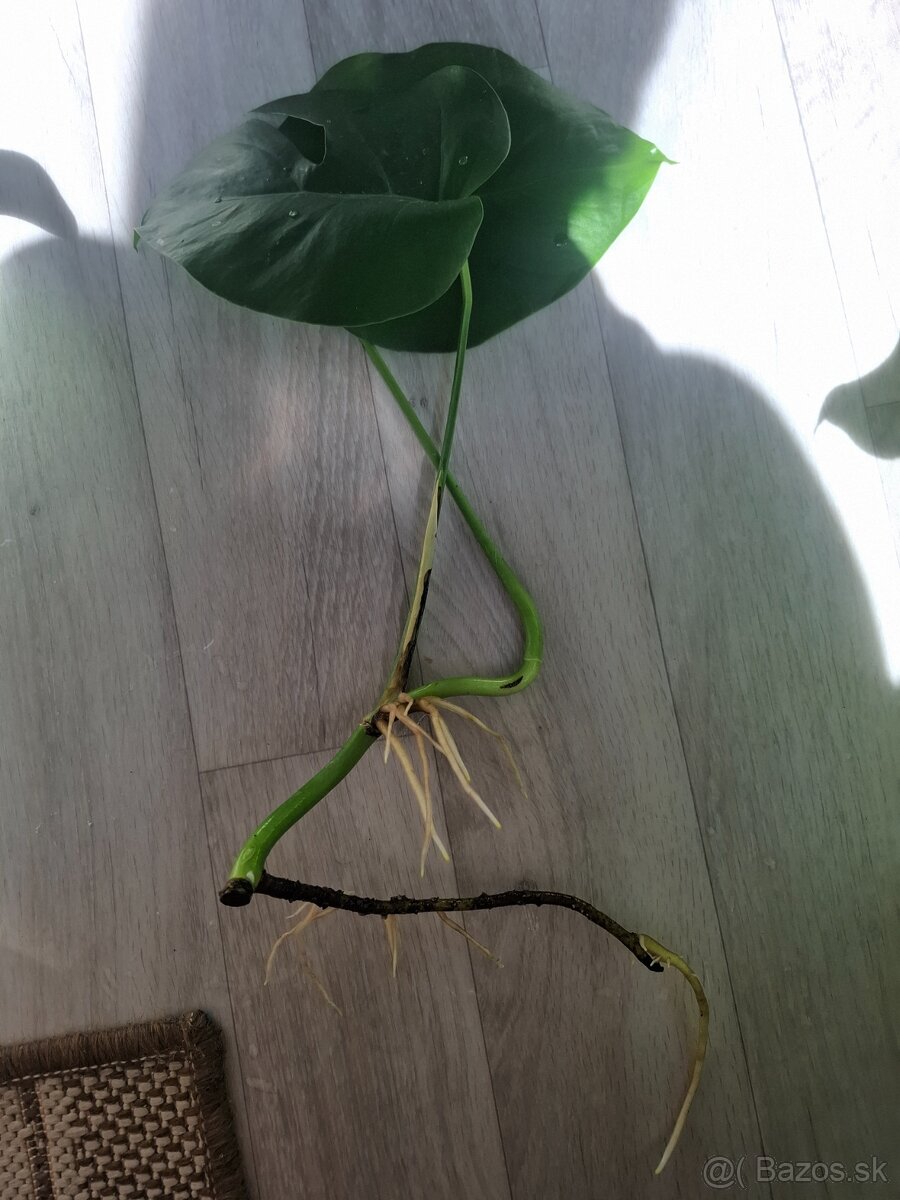 Monstera odrezky