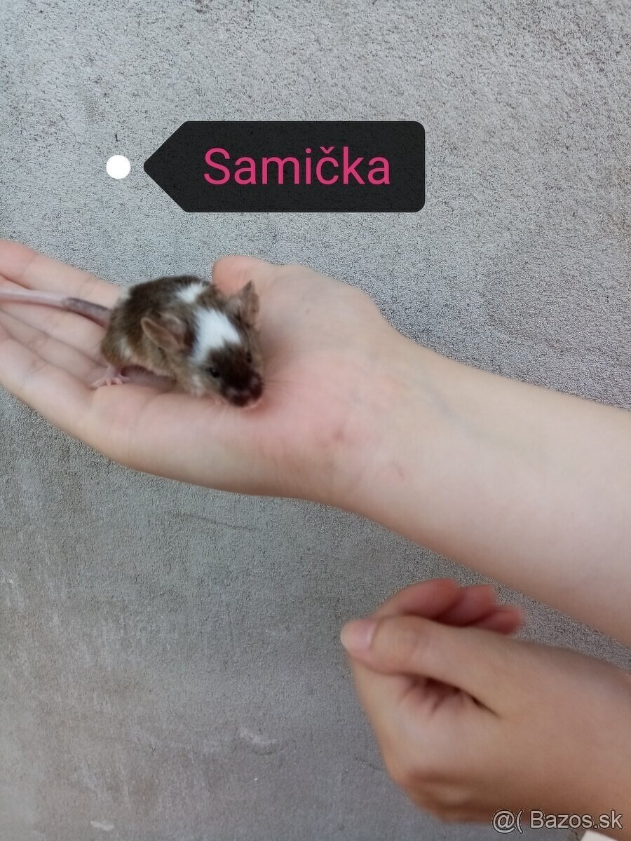 Farebné myšky
