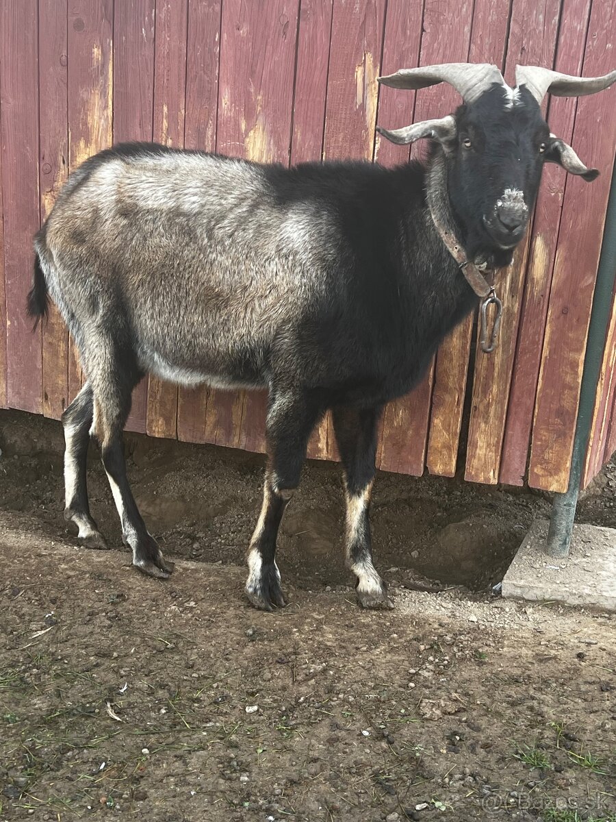 Cap na Pripúšťanie