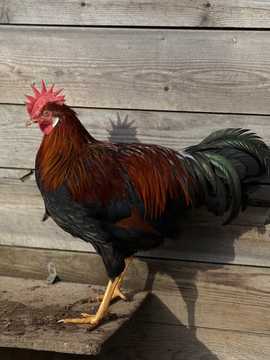 Predám mladé kohúty