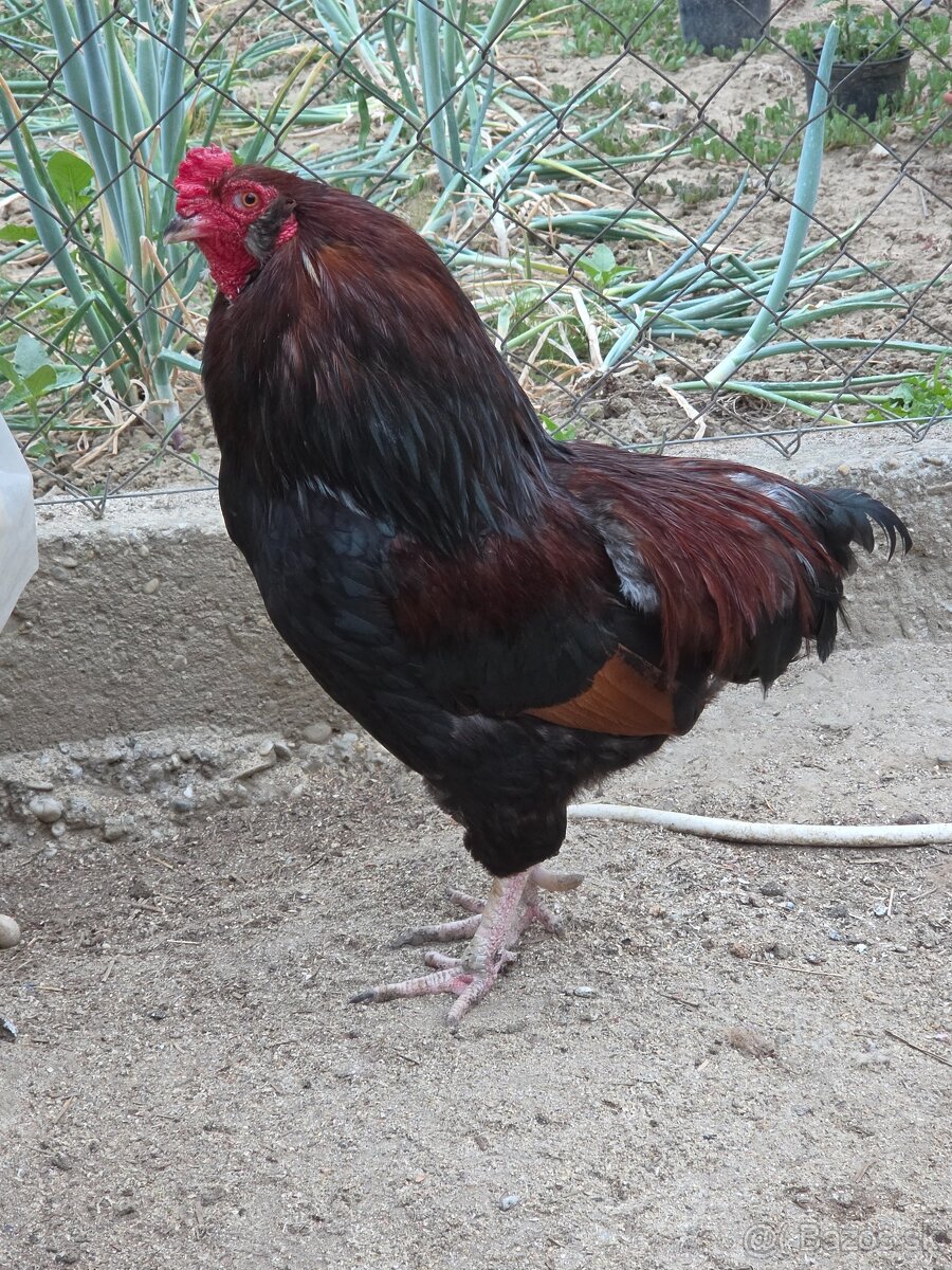 Araucana kohút