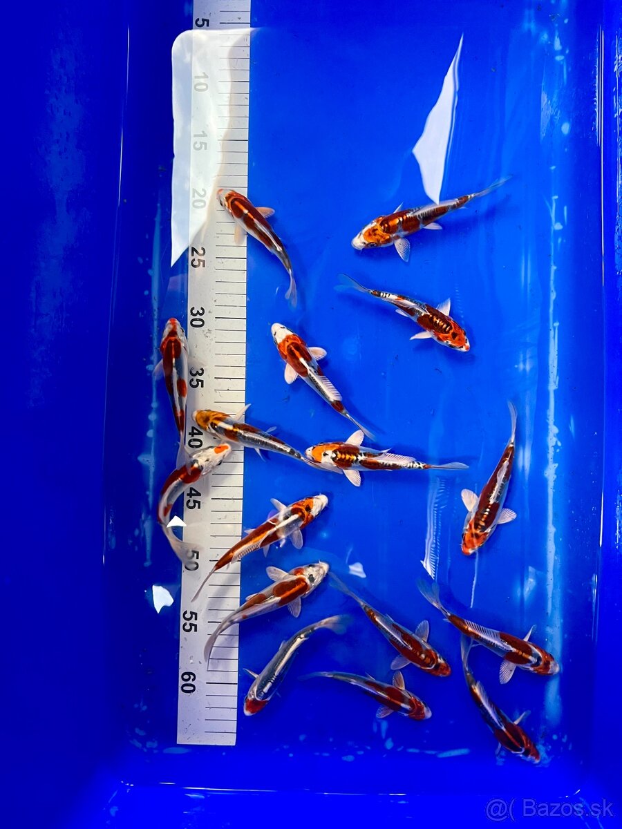Predaj KOI kaprov DOITSU KUJAKU 12-15cm 18€