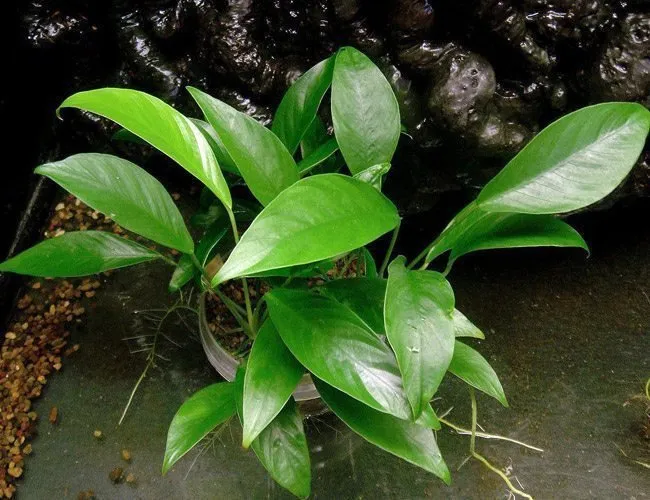 Anubias