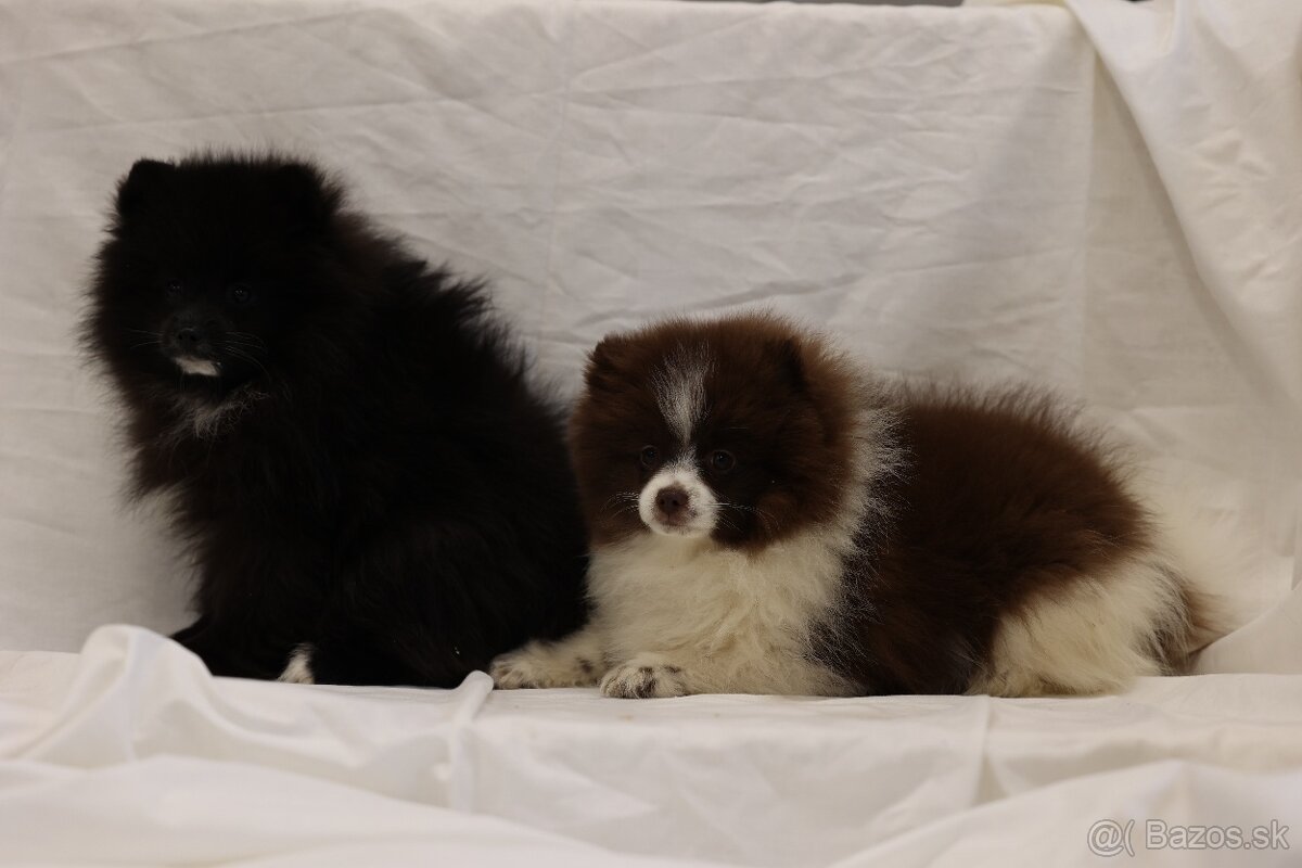 Nemecky špic pomeranian