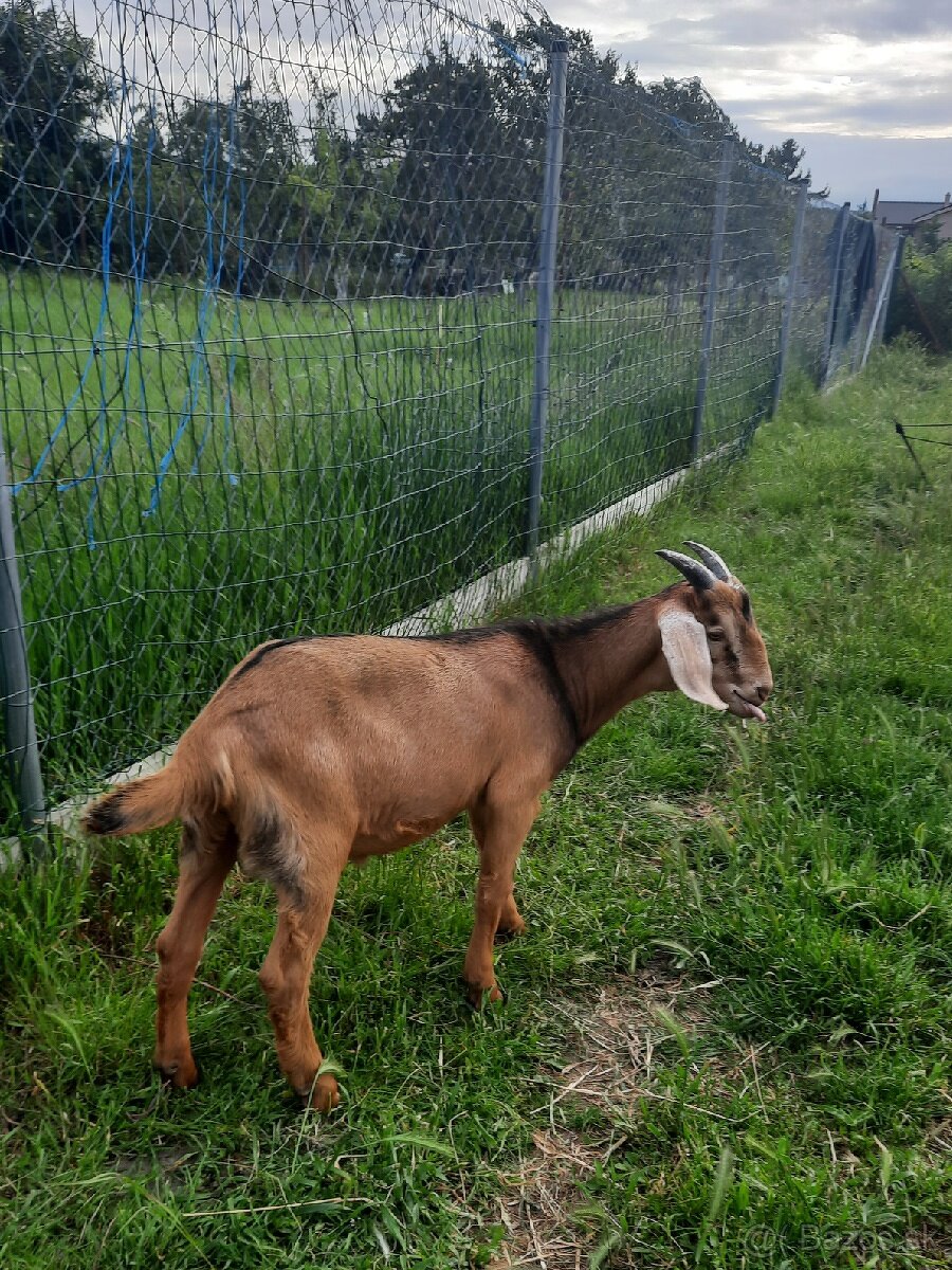 Predám capka.