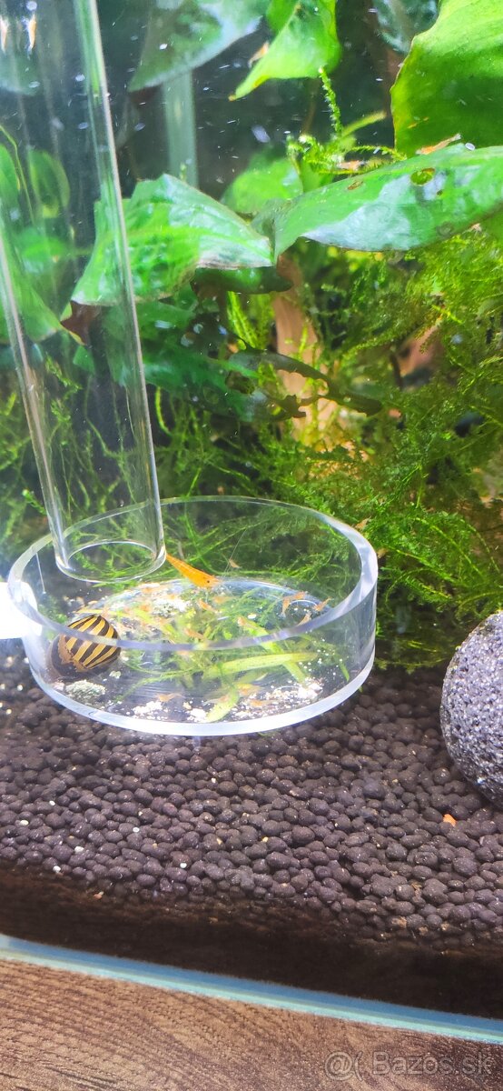 Žlté krevetky neocaridina + 3x neritina
