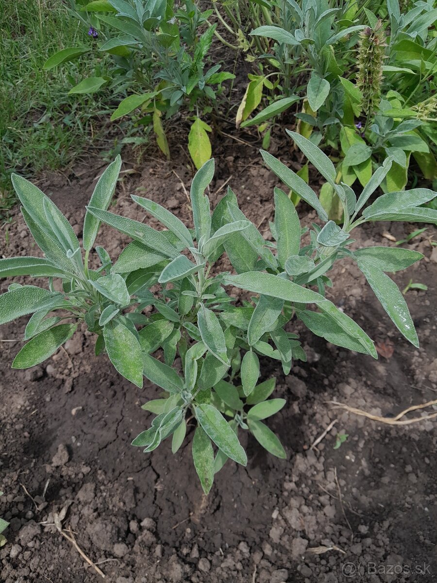 Salvia lekarska