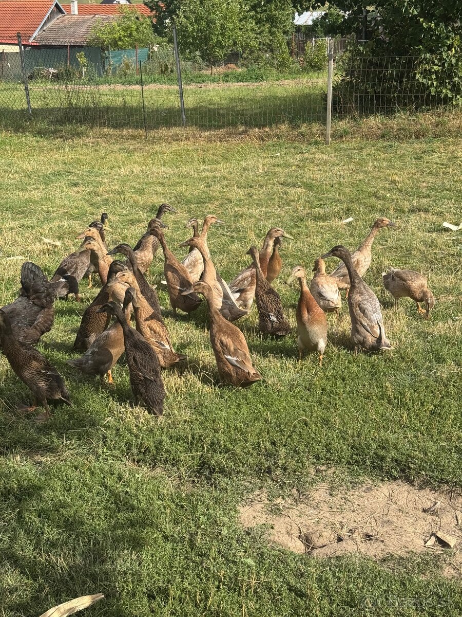 Indické bežce na predaj