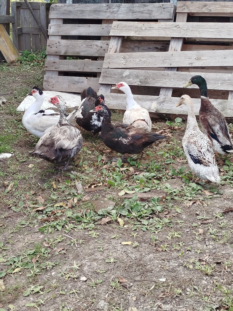 Čínske kačky, indické bežce, husi , milflerky, králiky
