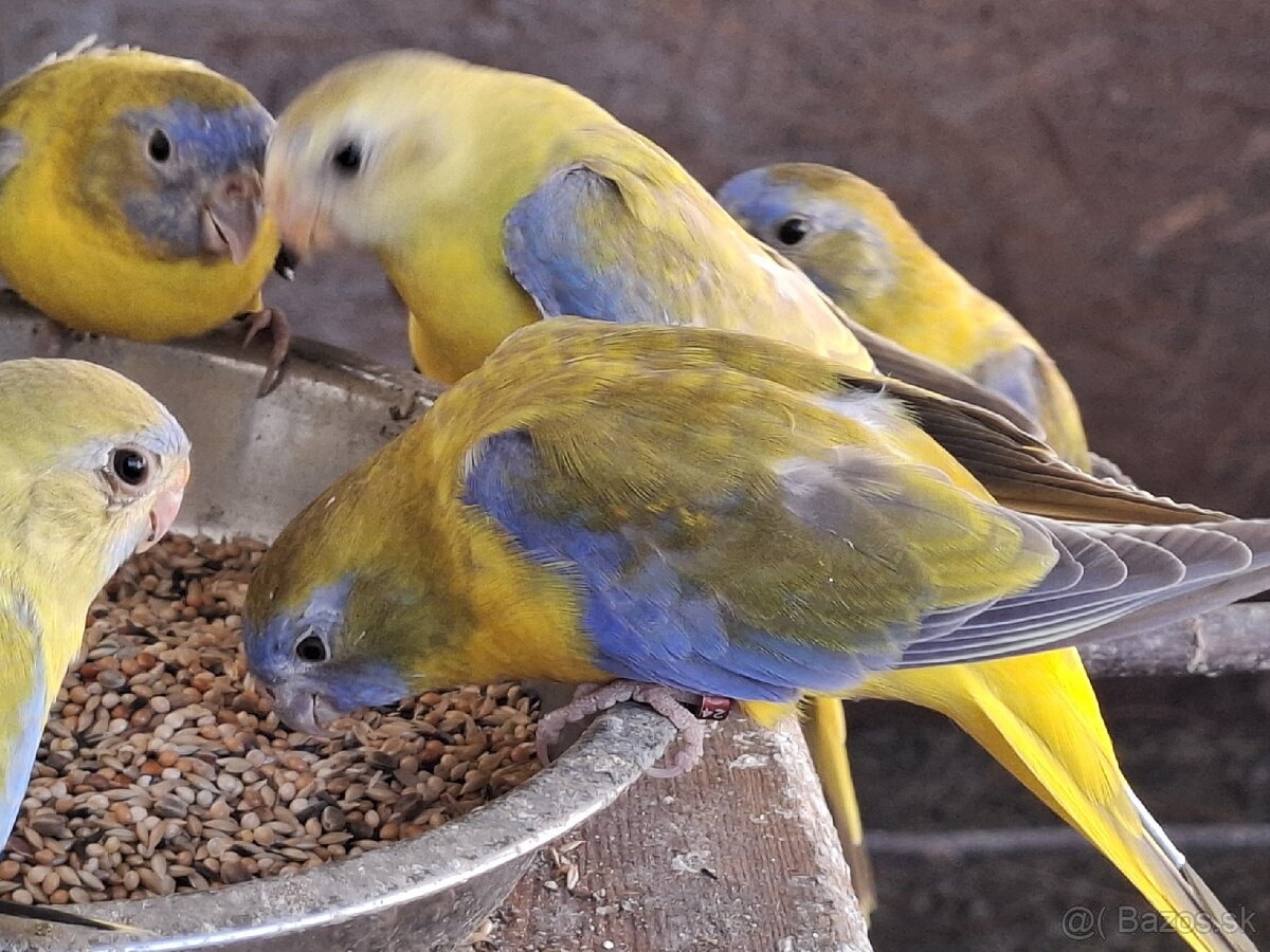 Neoféma tyrkysová žltobruchý škoricový opalín