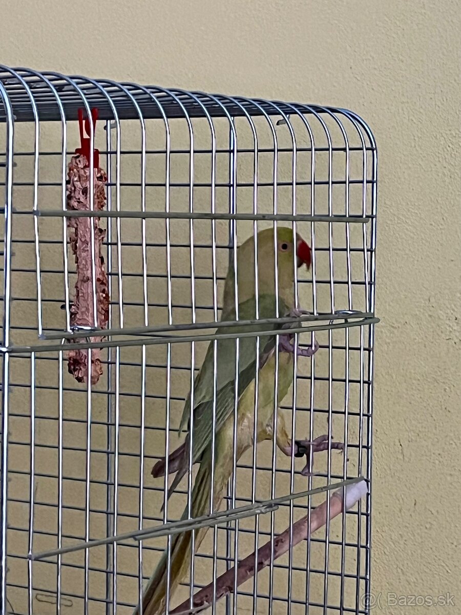 Predám Alexandra malého