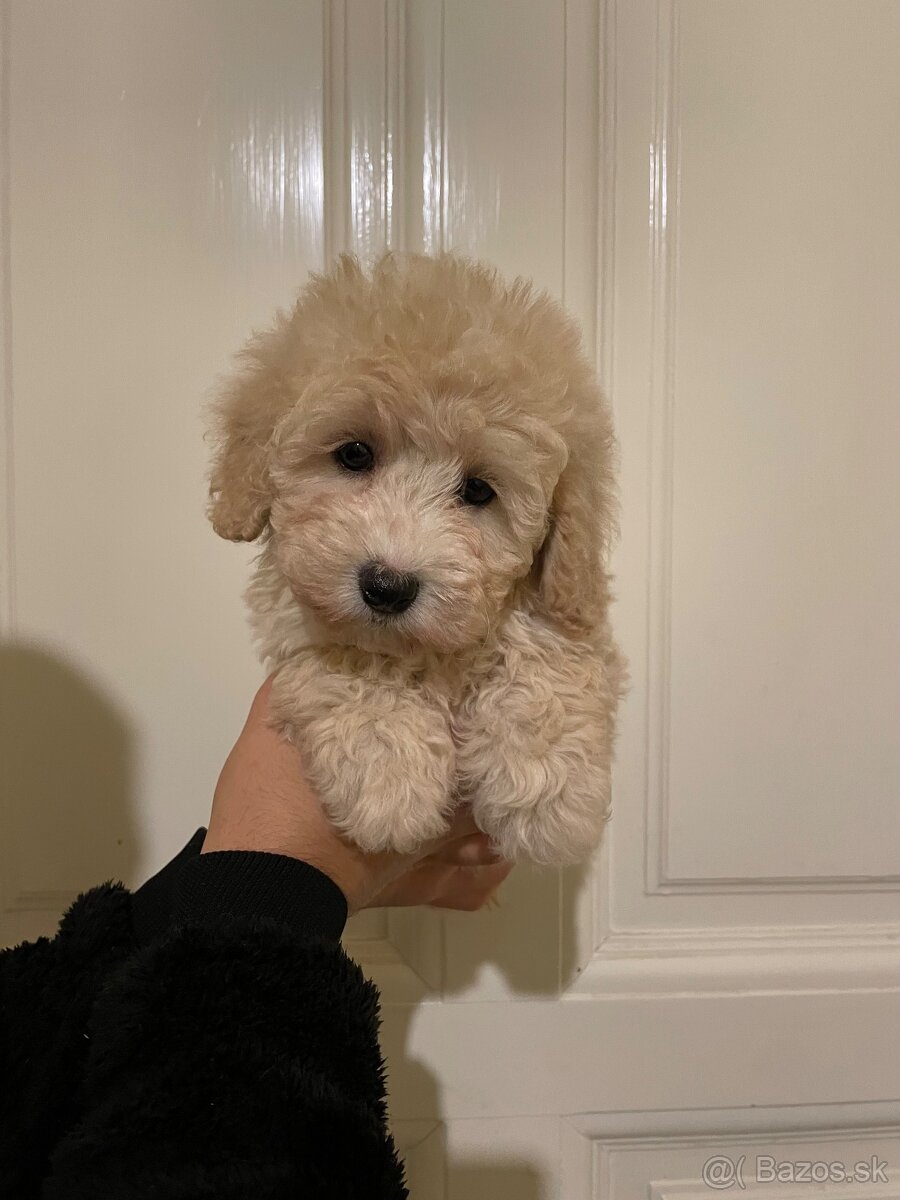 Maltipoo fenka