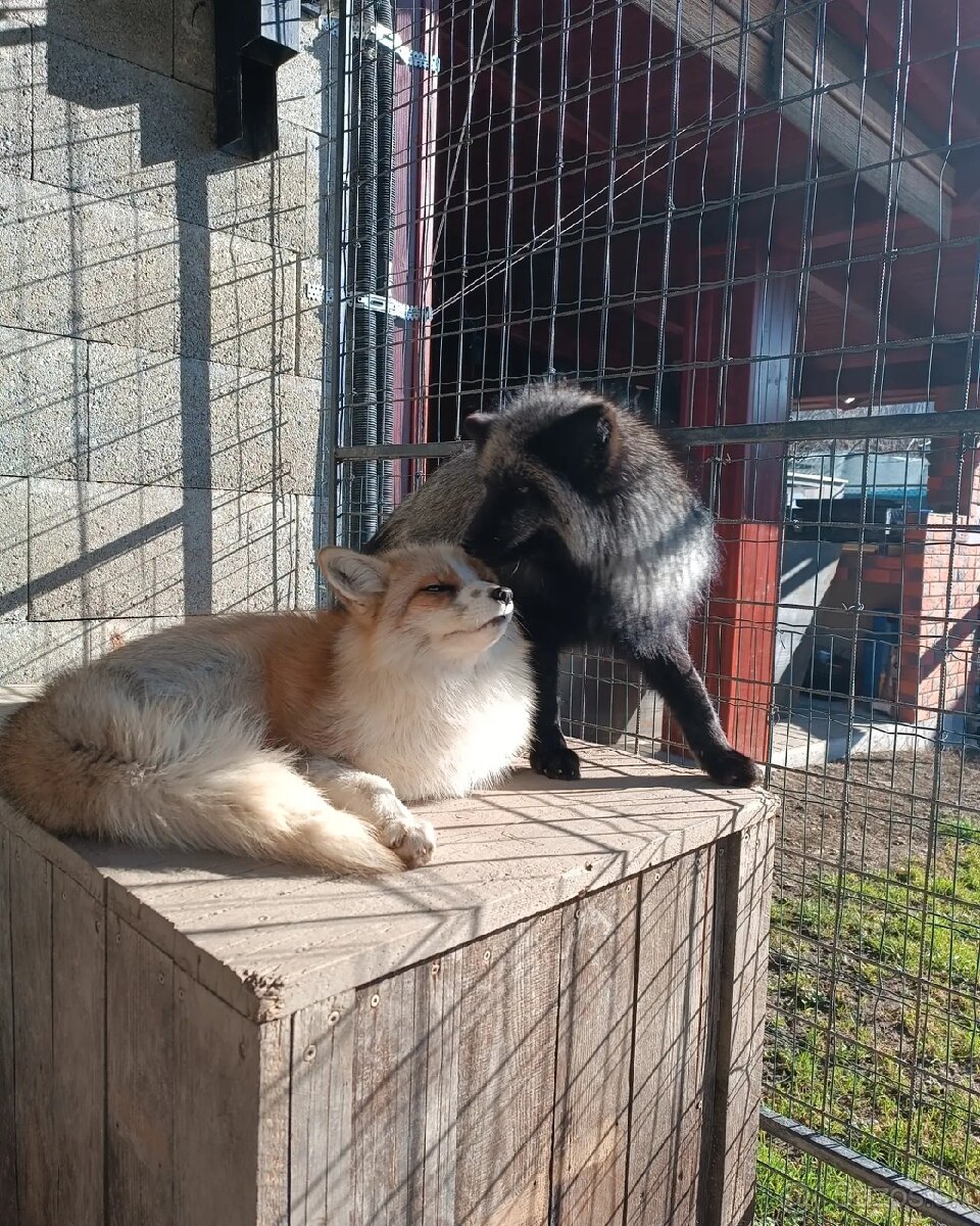 Liska hrdzava (Vulpes vulpes)