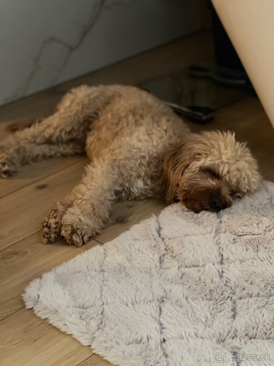 Cavapoo na krytie