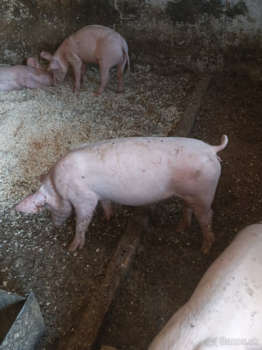Predám odstavčata