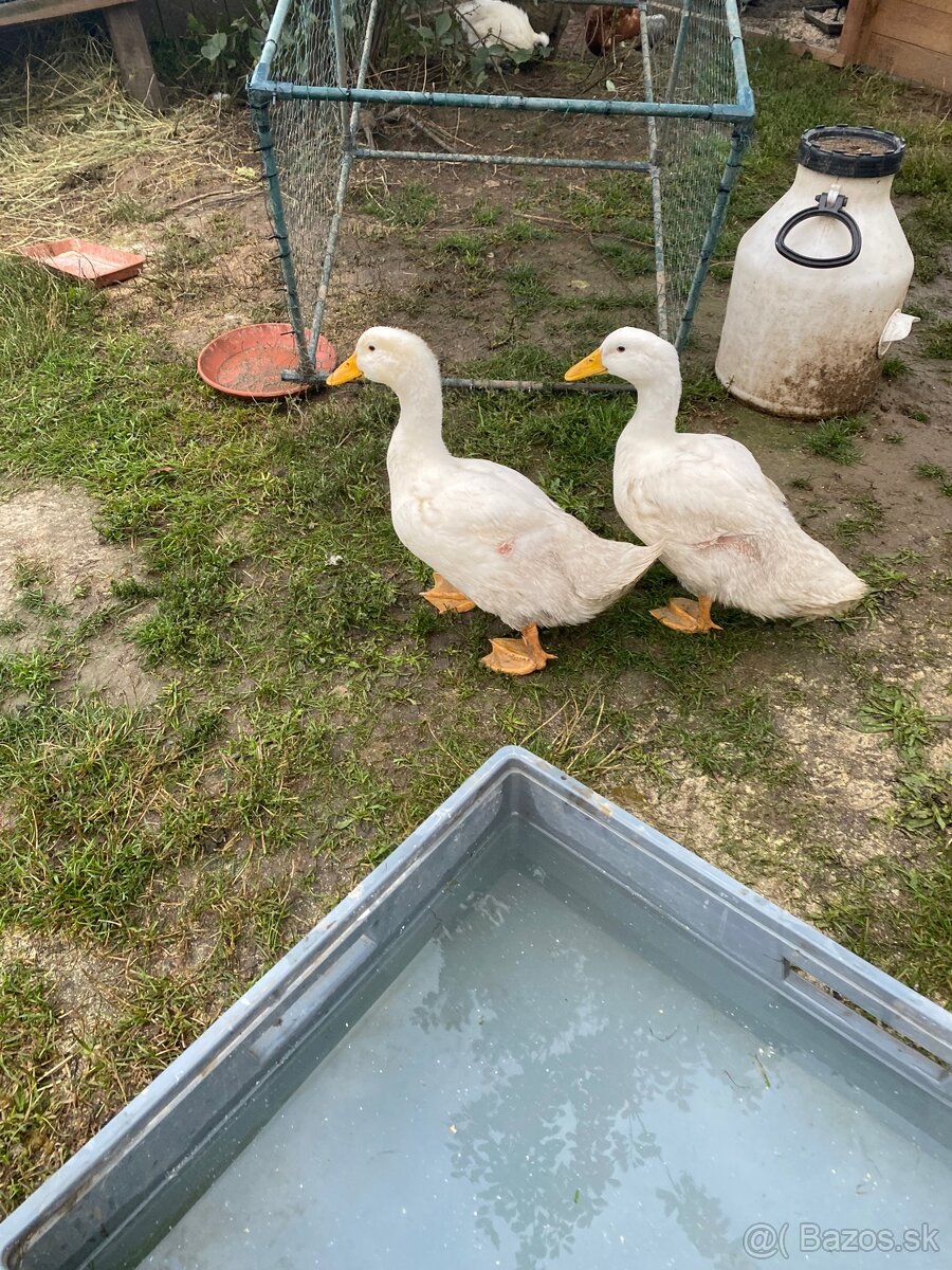 Pekingske kačice