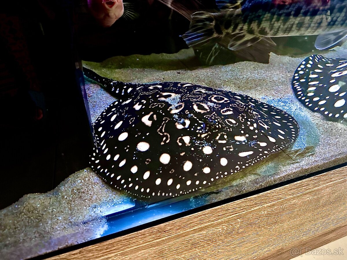 Potamotrygon Black Diamond