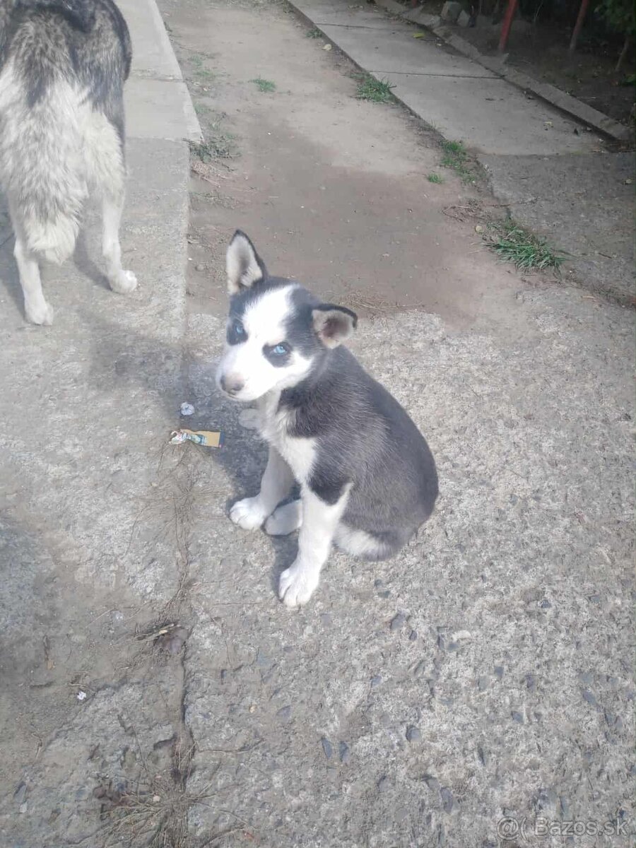 sibírsky husky/hasky - platný do zmazania