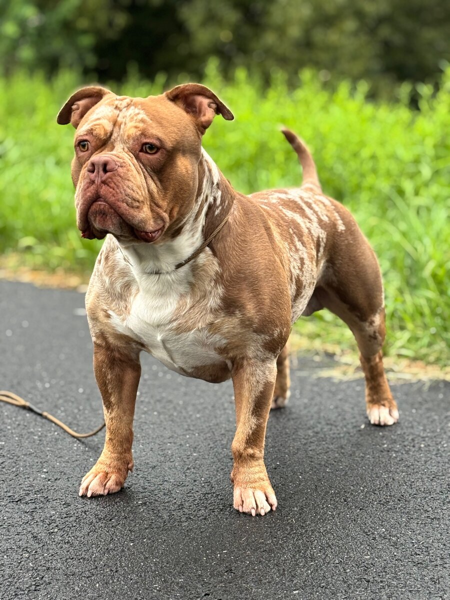 American Bully