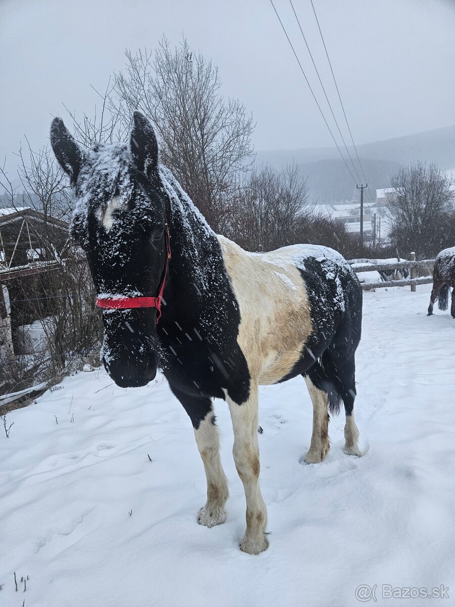 Barock pinto žrebec