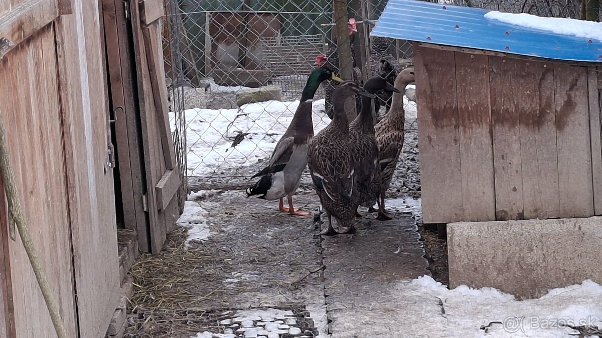 Indické bežce - kačice