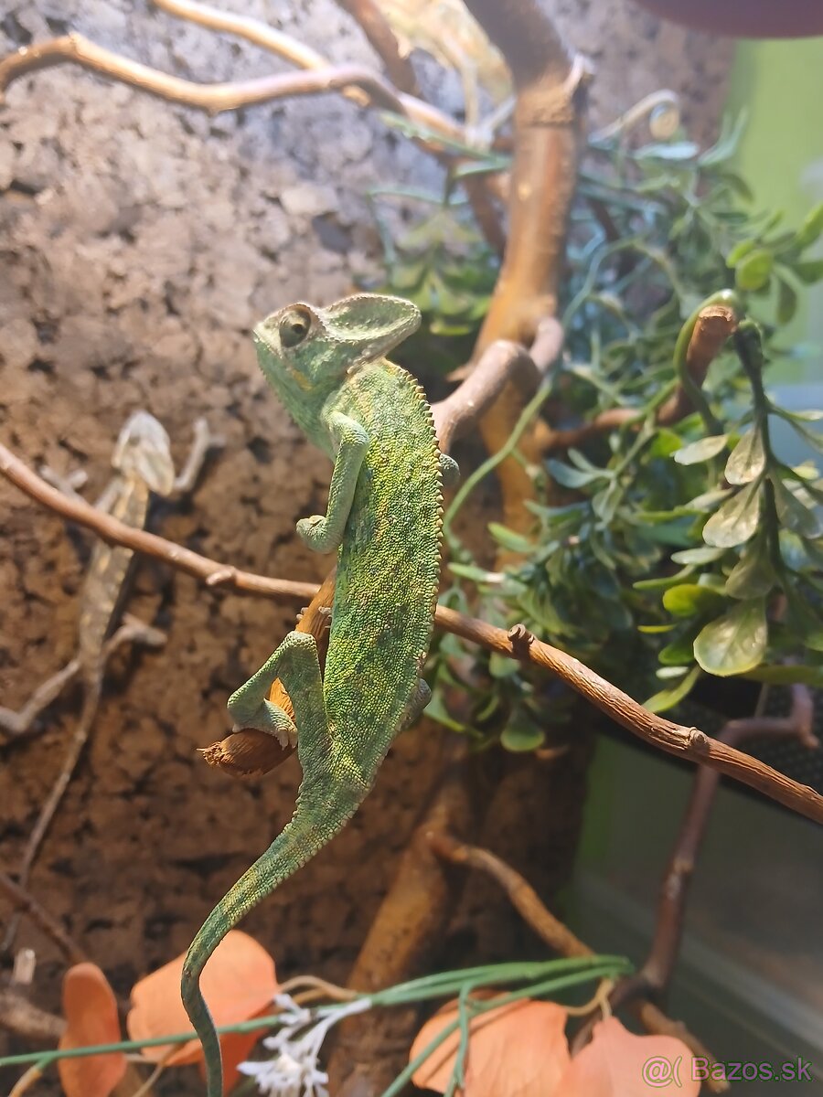 Chameleon jemensky