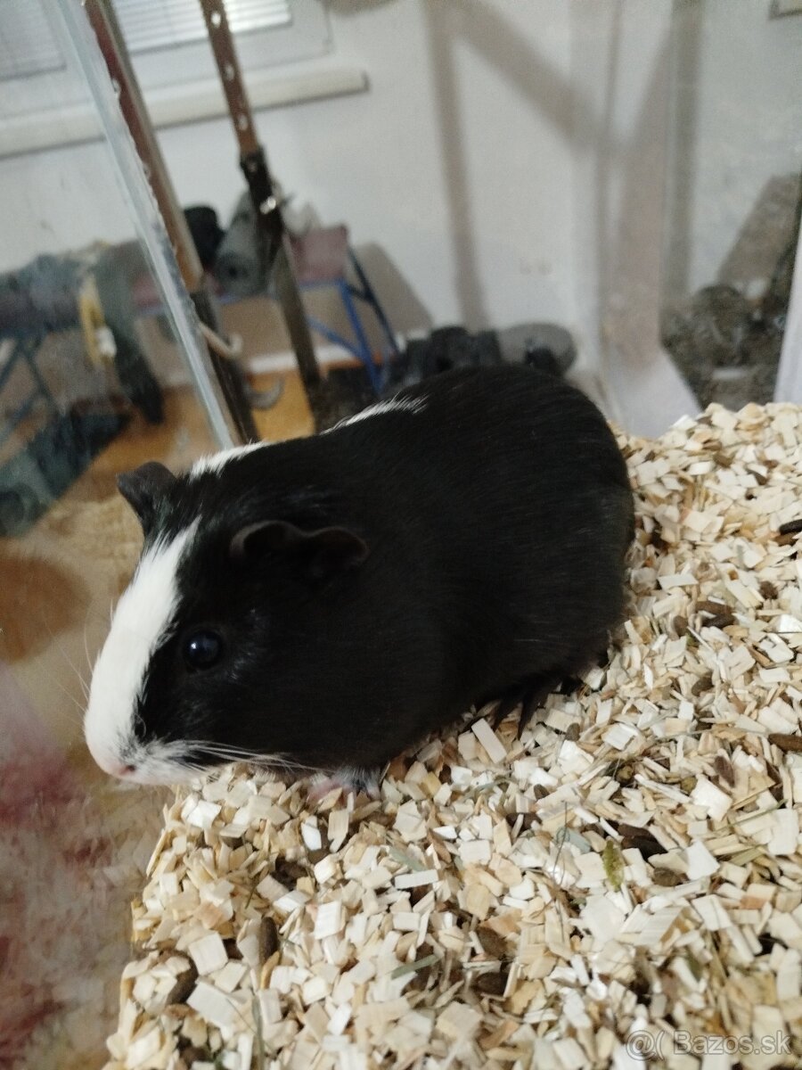 Morčatá