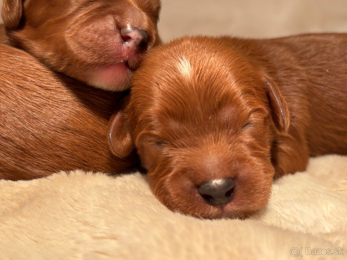 Cavapoo