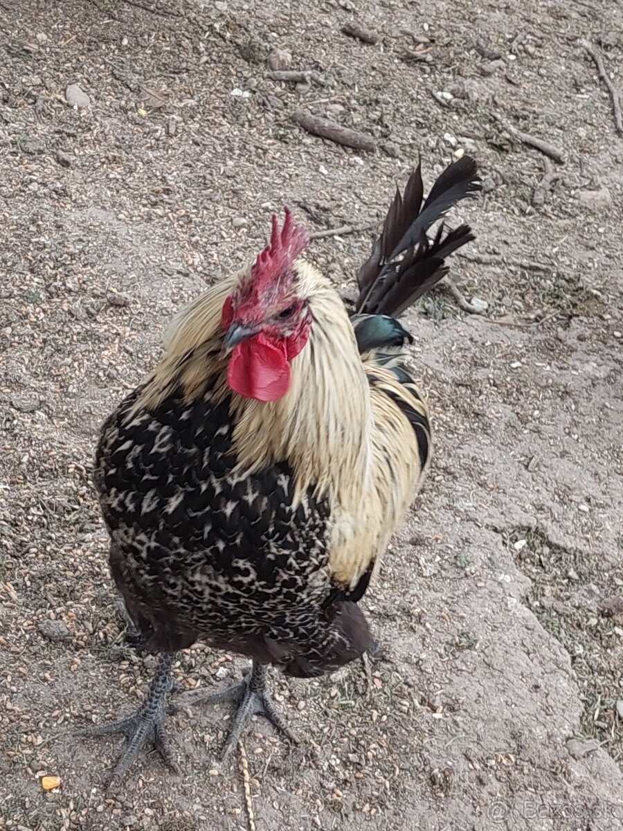 Kohúti paduan tricolor, ameraucana, hedemora
