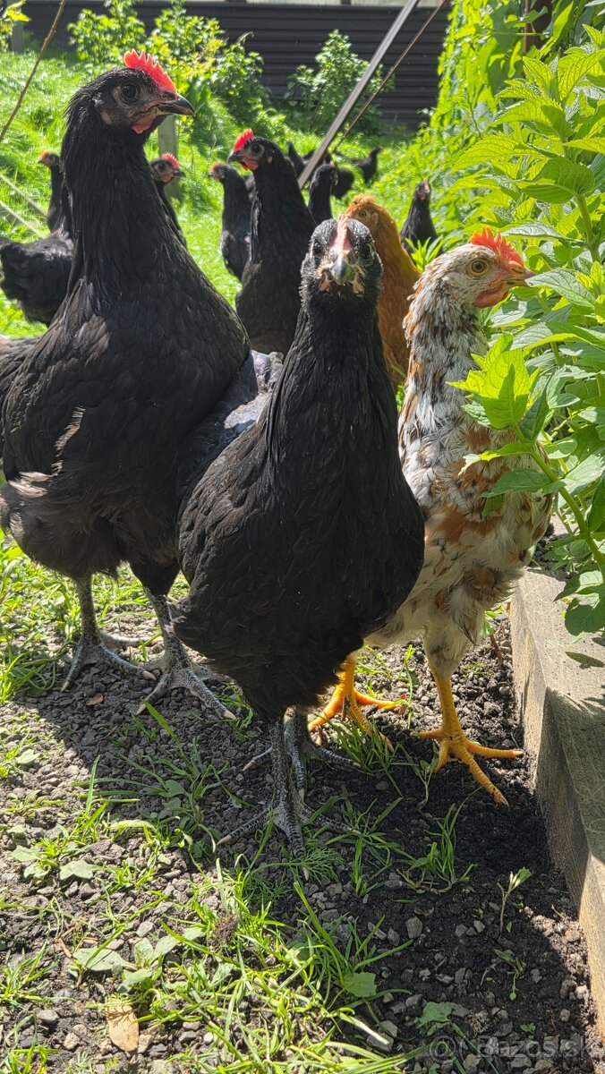 Australorp