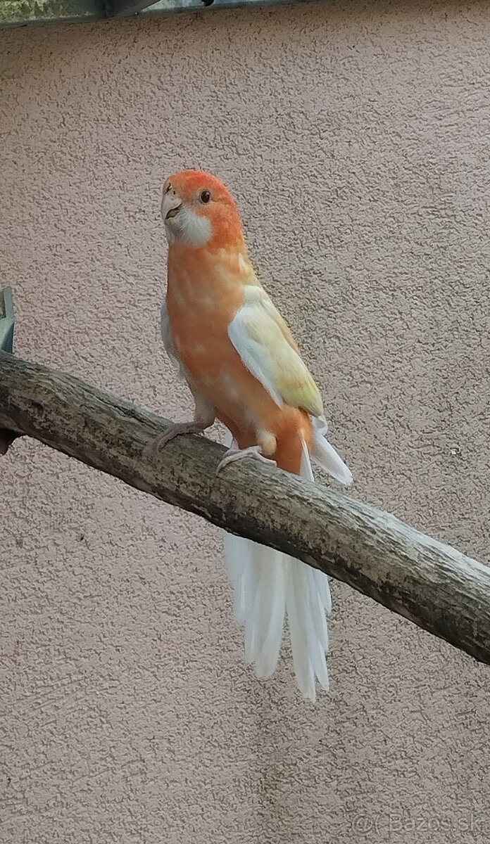 Penant oranžino albino