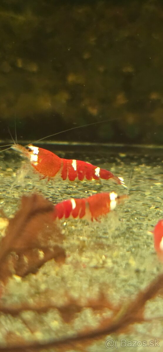 Super red crystal krevetky
