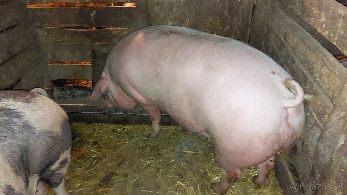 Predám jatočnú ošípanú.