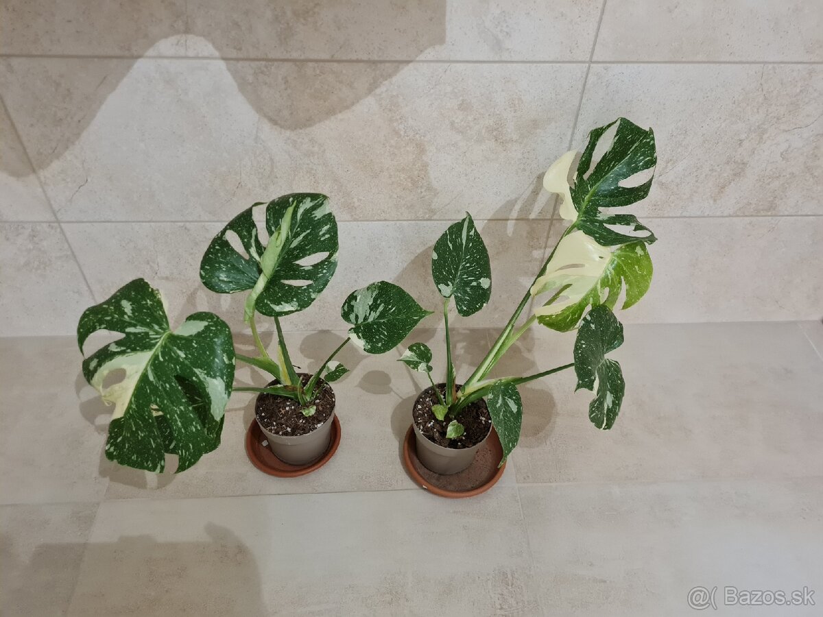 Monstera thai
