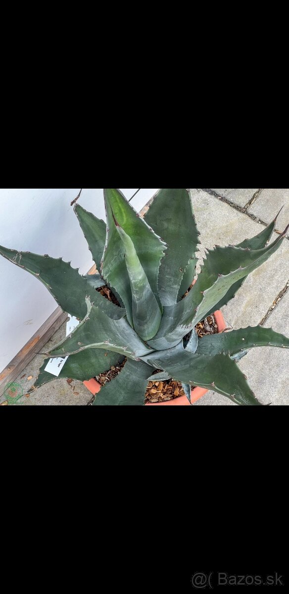 Agave