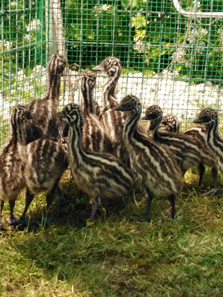 Pštros Emu