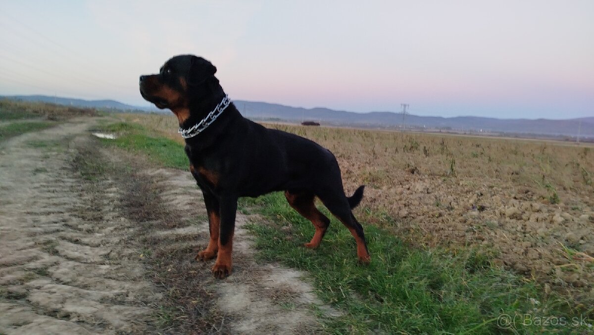 Rottweiler, rotvajler