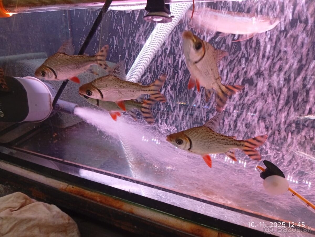 sermaprochilodus tanierus+mix