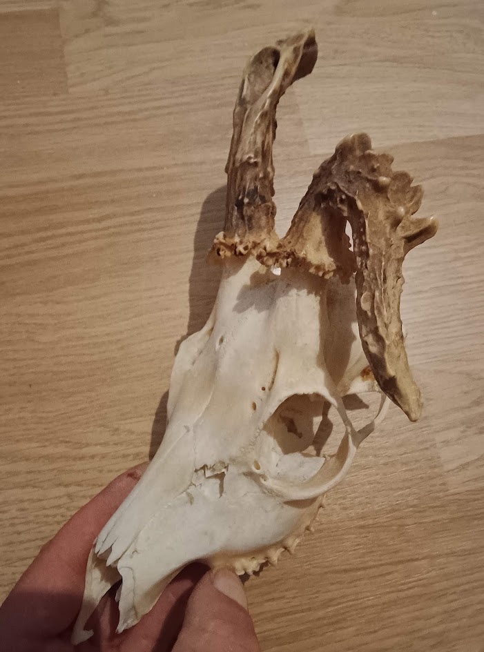 Trofej trofeje parohy parožie zhody.,.