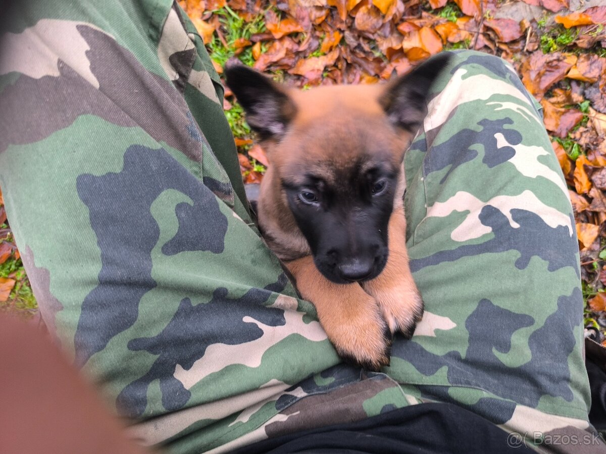 Šteniatka belgického ovčiaka