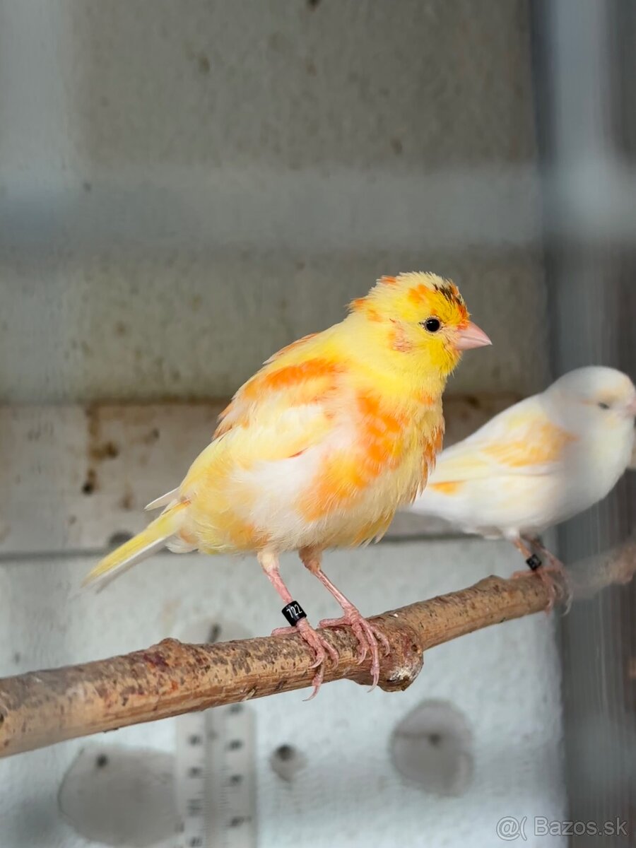 Predám kanárikov a mexických hýľov