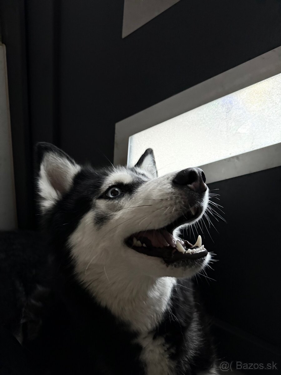 Sibírsky husky Fenka