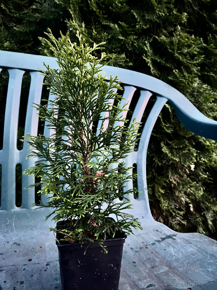 Na predaj: Thuja occidentalis – 30 cm zdravé sadenice