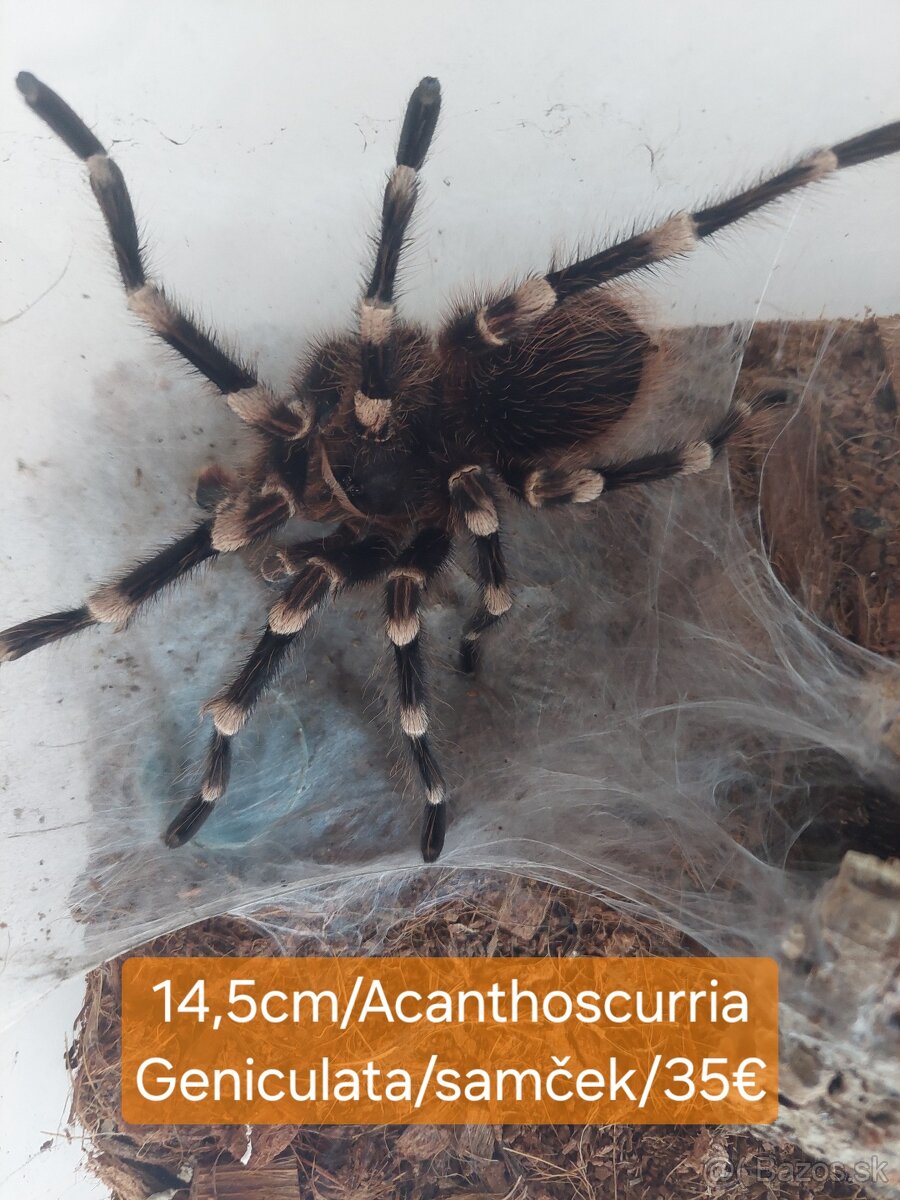 Sklípkani, Tarantule, Pavúky, Vtáčkare