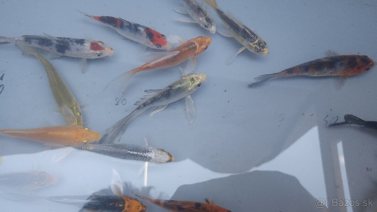 Predám Japonské butterfly koi kapre aj normálne