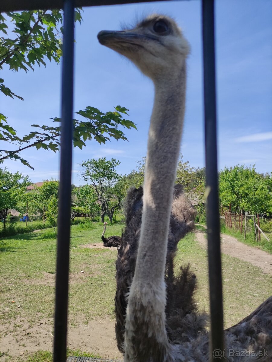 Pštros africký