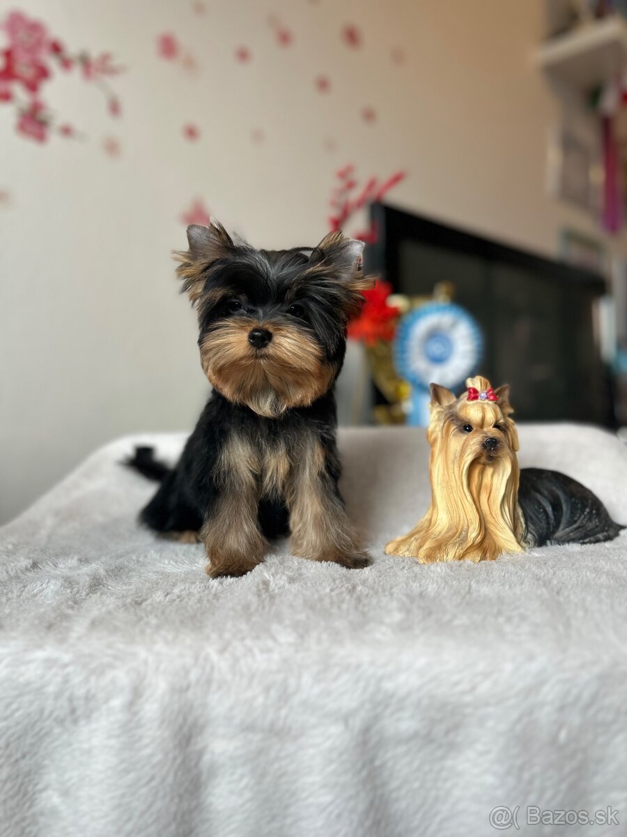 Yorkshire terrier, jork, jorksirsky terrier s PP