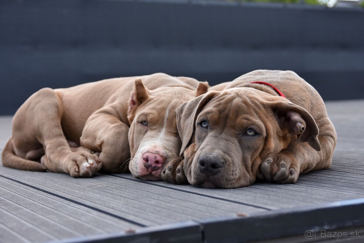 Šteniatka American Bully XL s pp na predaj